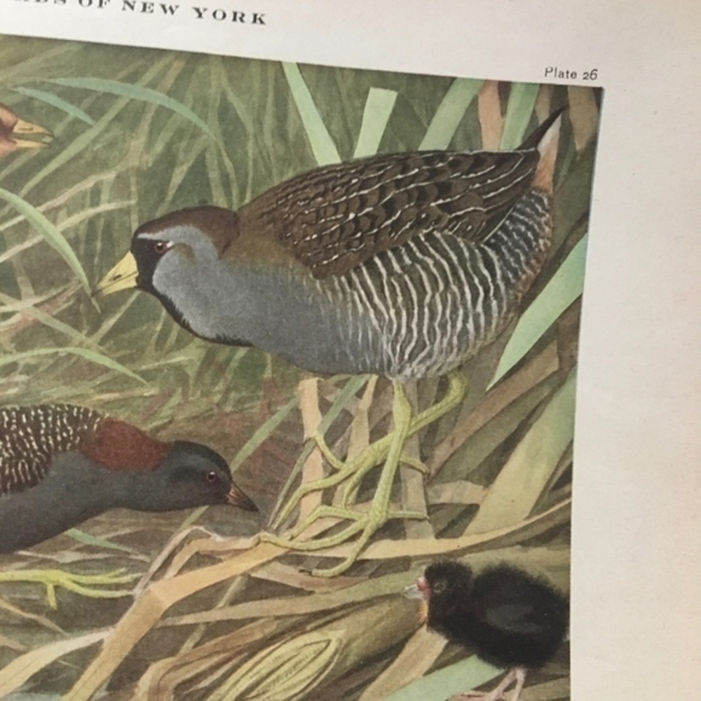 🖤 5 / $ 25 Antique Ornithological Bird Print Original - Picture 7 of 15